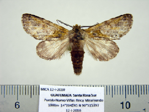  (Hardingia paquitae n sp - BC-PTh0999)  @13 [ ] Copyright (2011) Paul Thiaucourt Research Collection of Paul Thiaucourt