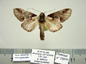  (Sericochroa dogninoides - BC-PTh1007)  @11 [ ] Copyright (2011) Paul Thiaucourt Research Collection of Paul Thiaucourt