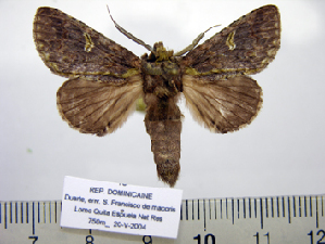  (Misogada nigra n sp - BC-PTh1013)  @13 [ ] Copyright (2011) Paul Thiaucourt Research Collection of Paul Thiaucourt