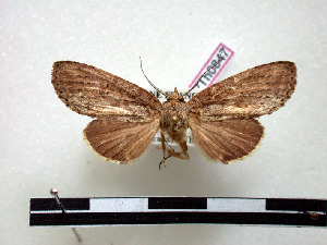  (Malocampa nystalina - BC-Pth0847)  @13 [ ] Copyright (2010) Paul Thiaucourt Research Collection of Paul Thiaucourt