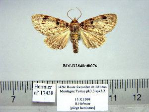  (Nesebroides hermieri - Af15-4-9 B2840-76)  @14 [ ] Copyright (2010) Paul Thiaucourt Research Collection of Paul Thiaucourt