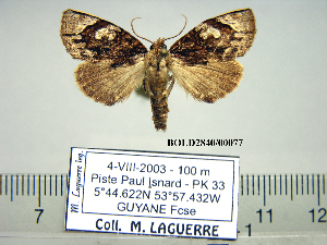  (Nesebroides guianensis - Af15-6-7 B2840-77)  @14 [ ] Copyright (2010) Paul Thiaucourt Research Collection of Paul Thiaucourt