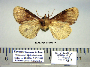 (Nesebroides topoensis - Af15-7-1 B2840-79)  @11 [ ] Copyright (2010) Paul Thiaucourt Research Collection of Paul Thiaucourt