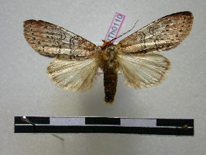  (Narriocampa grisea - BC-PTh0110)  @14 [ ] Copyright (2010) Paul Thiaucourt Research Collection of Paul Thiaucourt