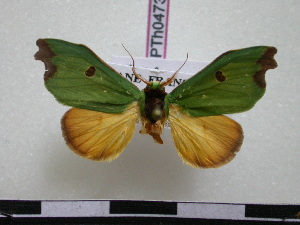  ( - BC-PTh0473)  @14 [ ] Copyright (2010) Paul Thiaucourt Research Collection of Paul Thiaucourt