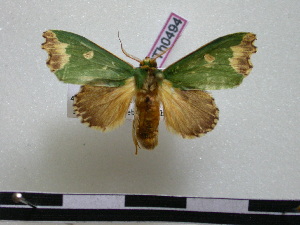  ( - BC-PTh0494)  @14 [ ] Copyright (2010) Paul Thiaucourt Research Collection of Paul Thiaucourt