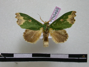  ( - BC-PTh0495)  @14 [ ] Copyright (2010) Paul Thiaucourt Research Collection of Paul Thiaucourt