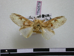  ( - BC-PTh0579)  @11 [ ] Copyright (2010) Paul Thiaucourt Research Collection of Paul Thiaucourt