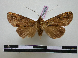  (Phedosia valdensis - BC-PTh0604)  @11 [ ] Copyright (2010) Paul Thiaucourt Research Collection of Paul Thiaucourt