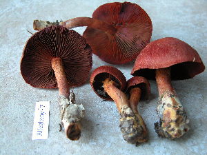  (Cortinarius cf. marylandensis - TRTC157293)  @11 [ ] CreativeCommons - Attribution Non-Commercial Share-Alike (2010) Mycology Division, Royal Ontario Museum Royal Ontario Museum
