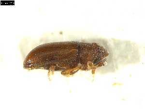  ( - 131074)  @11 [ ] CreativeCommons - Attribution Share-Alike (2025) Mignan Aurore INRAE, URZF