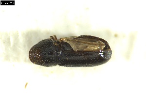  ( - 131075)  @11 [ ] CreativeCommons - Attribution Share-Alike (2025) Mignan Aurore INRAE, URZF