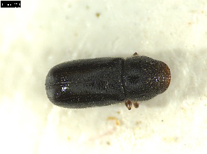  ( - 131076)  @11 [ ] CreativeCommons - Attribution Share-Alike (2025) Mignan Aurore INRAE, URZF