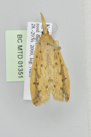  ( - BC MTD Lep 01351)  @12 [ ] Copyright (2011) M. Nuss, Senckenberg Museum of Zoology, Dresden Senckenberg Museum of Zoology, Dresden