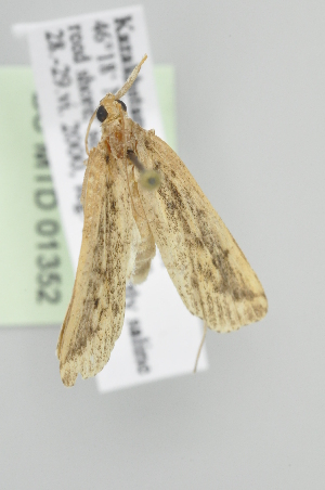 ( - BC MTD Lep 01352)  @12 [ ] Copyright (2011) M. Nuss, Senckenberg Museum of Zoology, Dresden Senckenberg Museum of Zoology, Dresden