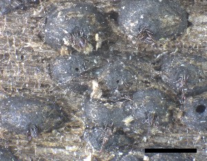  ( - O-F-258319)  @11 [ ] by-nc-sa (2021) Unspecified Norwegian Institute for Nature Research