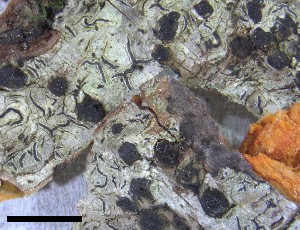  ( - O-F-258315)  @11 [ ] by-nc-sa (2021) Unspecified Norwegian Institute for Nature Research