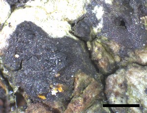 ( - O-F-258315)  @11 [ ] by-nc-sa (2021) Unspecified Norwegian Institute for Nature Research