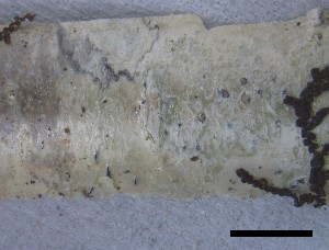  ( - O-L-228350)  @11 [ ] by-nc-sa (2021) Unspecified Norwegian Institute for Nature Research