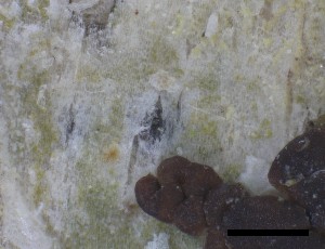  ( - O-L-228350)  @11 [ ] by-nc-sa (2021) Unspecified Norwegian Institute for Nature Research
