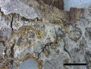  (Leptogium teretiusculum - O-L-228339)  @11 [ ] by-nc-sa (2021) Unspecified Norwegian Institute for Nature Research