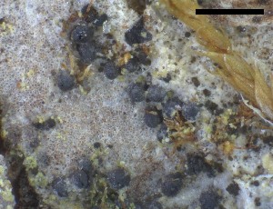  ( - O-L-228339)  @11 [ ] by-nc-sa (2021) Unspecified Norwegian Institute for Nature Research
