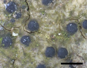  ( - O-F-258297)  @11 [ ] by-nc-sa (2021) Unspecified Norwegian Institute for Nature Research
