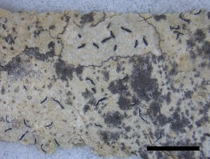  ( - O-L-228343)  @11 [ ] by-nc-sa (2021) Unspecified Norwegian Institute for Nature Research