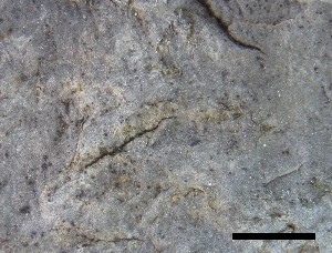  ( - O-L-228335)  @11 [ ] by-nc-sa (2021) Unspecified Norwegian Institute for Nature Research