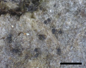  ( - O-L-228335)  @11 [ ] by-nc-sa (2021) Unspecified Norwegian Institute for Nature Research