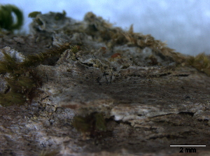  (Capnodium sp - O-F247827)  @11 [ ] CreativeCommons - Attribution Non-Commercial Share-Alike (2013) Teppo Rämä Norwegian Institute for Nature Research (NINA)