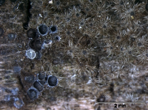  (Echinosphaeria strigosa - O-F75341)  @11 [ ] CreativeCommons - Attribution Non-Commercial Share-Alike (2013) Teppo Rämä Norwegian Institute for Nature Research (NINA)
