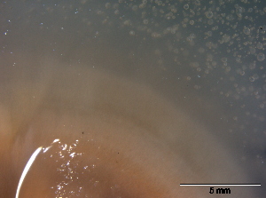  (Stylonectria - TROM-F15814)  @11 [ ] CreativeCommons - Attribution Non-Commercial Share-Alike (2013) Teppo Rämä Norwegian Institute for Nature Research (NINA)