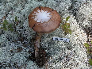  ( - 157354)  @11 [ ] CreativeCommons - Attribution Non-Commercial Share-Alike (2010) Mycology Division, Royal Ontario Museum Royal Ontario Museum