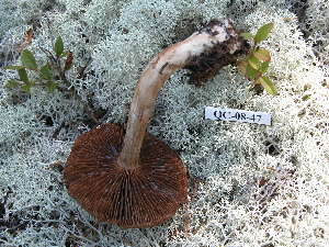  ( - 157354)  @11 [ ] CreativeCommons - Attribution Non-Commercial Share-Alike (2010) Mycology Division, Royal Ontario Museum Royal Ontario Museum