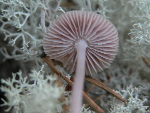  ( - 157355)  @11 [ ] CreativeCommons - Attribution Non-Commercial Share-Alike (2010) Mycology Division, Royal Ontario Museum Royal Ontario Museum