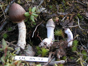  ( - 157358)  @11 [ ] CreativeCommons - Attribution Non-Commercial Share-Alike (2010) Mycology Division, Royal Ontario Museum Royal Ontario Museum