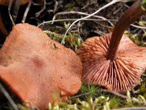  ( - 157359)  @11 [ ] CreativeCommons - Attribution Non-Commercial Share-Alike (2010) Mycology Division, Royal Ontario Museum Royal Ontario Museum