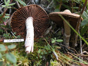  ( - 157360)  @11 [ ] CreativeCommons - Attribution Non-Commercial Share-Alike (2010) Mycology Division, Royal Ontario Museum Royal Ontario Museum