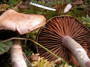  ( - 157360)  @11 [ ] CreativeCommons - Attribution Non-Commercial Share-Alike (2010) Mycology Division, Royal Ontario Museum Royal Ontario Museum