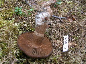  ( - 157365)  @11 [ ] CreativeCommons - Attribution Non-Commercial Share-Alike (2010) Mycology Division, Royal Ontario Museum Royal Ontario Museum