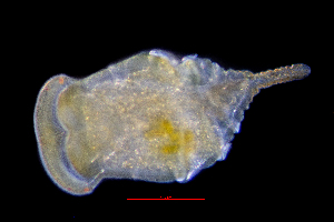  ( - ZHAK-01299)  @11 [ ] CreativeCommons Attribution Non-Commercial No Derivatives (2022) Hakai Institute Hakai Institute