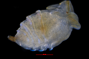  ( - ZHAK-01300)  @11 [ ] CreativeCommons Attribution Non-Commercial No Derivatives (2022) Hakai Institute Hakai Institute