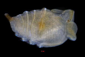  ( - ZHAK-01300)  @11 [ ] CreativeCommons Attribution Non-Commercial No Derivatives (2022) Hakai Institute Hakai Institute