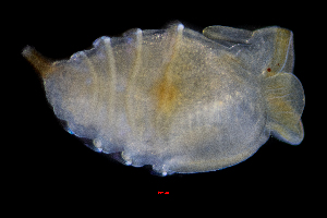  ( - ZHAK-01300)  @11 [ ] CreativeCommons Attribution Non-Commercial No Derivatives (2022) Hakai Institute Hakai Institute