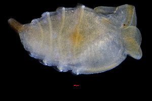  (Mesochaetopterus taylori - ZHAK-01300)  @11 [ ] CreativeCommons Attribution Non-Commercial No Derivatives (2022) Hakai Institute Hakai Institute