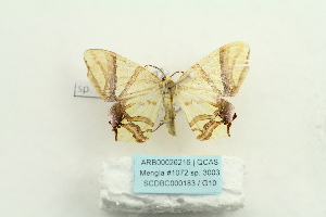  (Trotocraspeda divaricata - ARB00026216)  @13 [ ] Copyright  SCDBC-KIZ-CAS, Imaging group Kunming Institute of Zoology, CAS