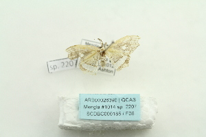  (Leucoblepsis taiwanensis - ARB00026390)  @12 [ ] Copyright  SCDBC-KIZ-CAS, Imaging group Kunming Institute of Zoology, CAS