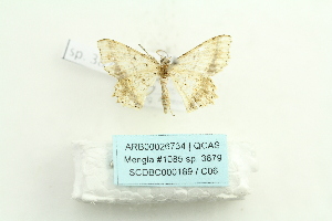 (Calletaera basipuncta - ARB00026734)  @13 [ ] Copyright  SCDBC-KIZ-CAS, Imaging group Kunming Institute of Zoology, CAS