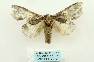  (Peridea grahami - ARB00028028)  @14 [ ] Copyright  SCDBC-KIZ-CAS, Imaging group Kunming Institute of Zoology, CAS
